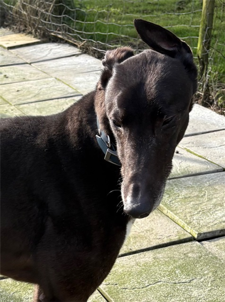 Logan, a 5 years old male Greyhound available for adoption from Greyhound Trust in Wales