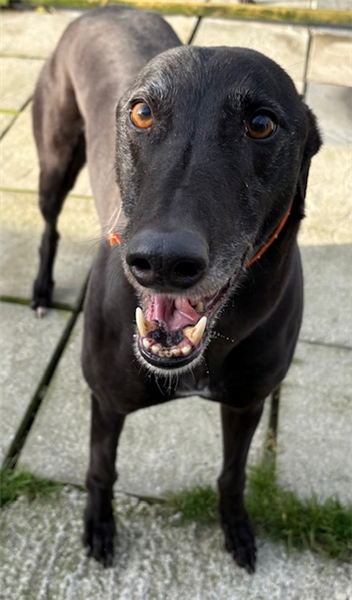 Moon, a 7 years old male Greyhound available for adoption from Greyhound Trust in Wales