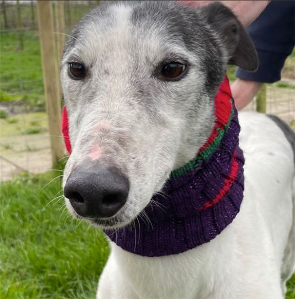 Mickey, a 10 years old male Greyhound available for adoption from Greyhound Trust in Wales
