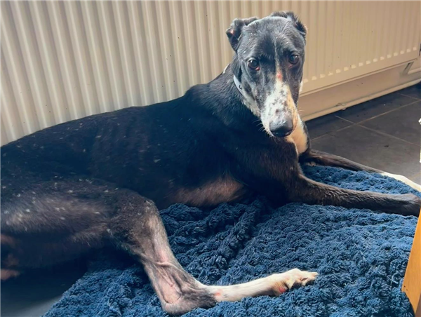 Wren, a 6 years old female Greyhound available for adoption from Greyhound Trust in Wales