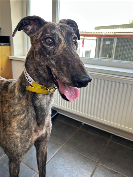 Micko, a 4 years old male Greyhound available for adoption from Greyhound Trust in Wales