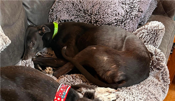 Gina, a 8 years old female Greyhound available for adoption from Greyhound Trust in Wales