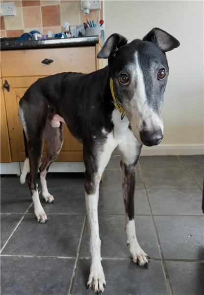 Gerry, a 6 years old male Greyhound available for adoption from Greyhound Trust in Devon