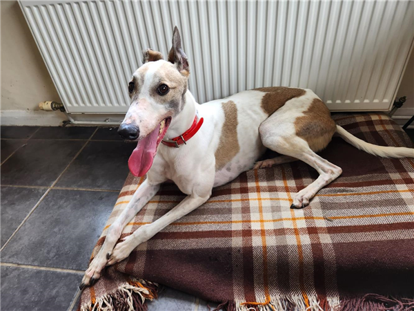 Gem, a 4 years old female Greyhound available for adoption from Greyhound Trust in Wales