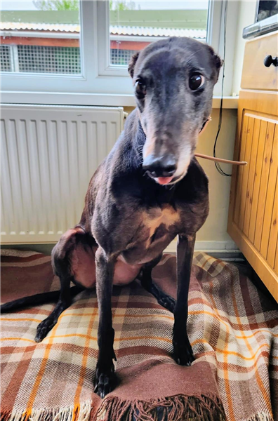 Coco, a 6 years old female Greyhound available for adoption from Greyhound Trust in Devon