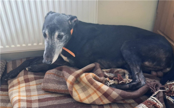 Jemmy, a 5 years old male Greyhound available for adoption from Greyhound Trust in Devon