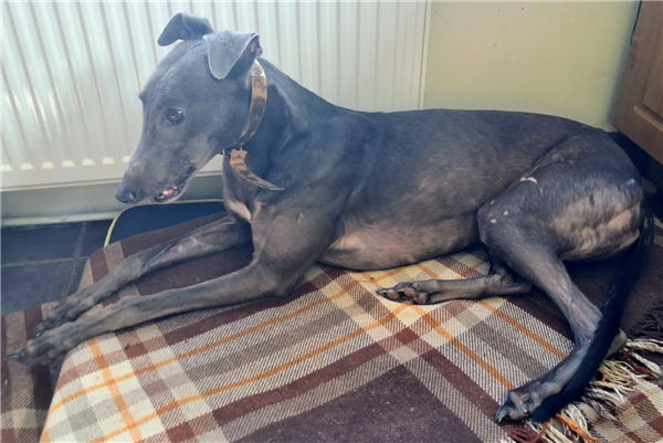 Mistral, a 5 years old female Greyhound available for adoption from Greyhound Trust in Devon