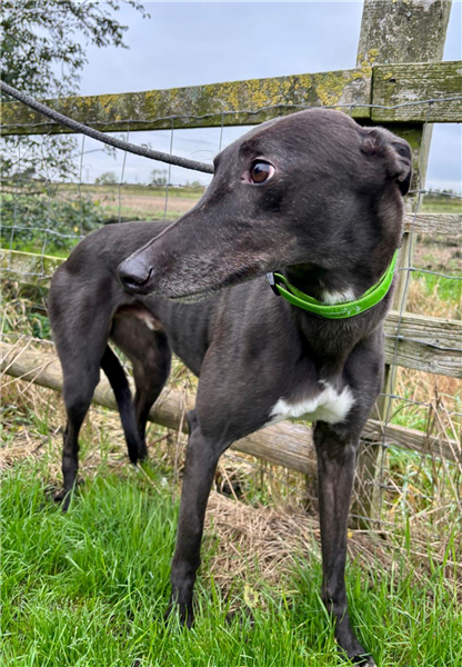 Derek, a 7 years old male Greyhound available for adoption from Greyhound Trust in Wales