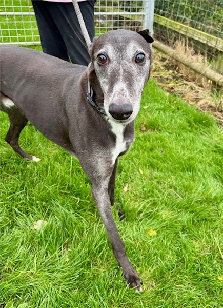 Ben, a 8 years old male Greyhound available for adoption from Greyhound Trust in Wales