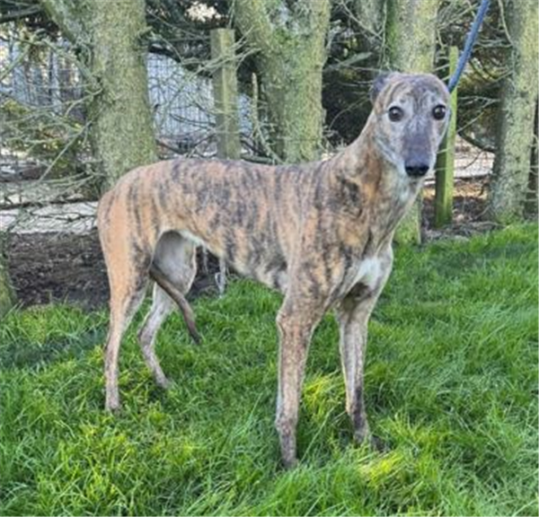 Essjay Nellie, a 5 years old female Greyhound available for adoption from Greyhound Trust in Wales