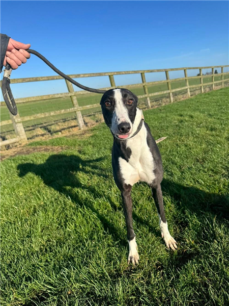 Flower Power, a 4 years old female Greyhound available for adoption from Greyhound Trust in Wales