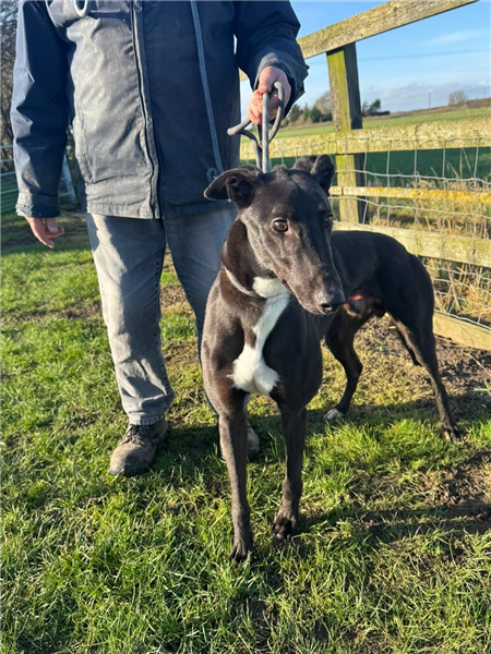 Thunder Hollow, a 4 years old male Greyhound available for adoption from Greyhound Trust in Wales