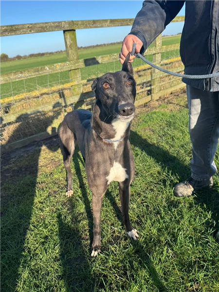 Dance Gigi, a 5 years old female Greyhound available for adoption from Greyhound Trust in Wales