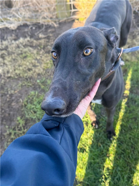 Ranchuelo, a 4 years old male Greyhound available for adoption from Greyhound Trust in Wales