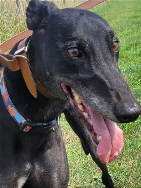 Kid, a male Greyhound available for adoption from Greyhound Trust in Wales