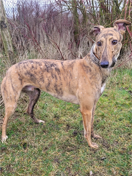Max, a 3 years old male Greyhound available for adoption from Greyhound Trust in Wales