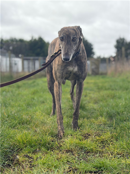 Bamford, a 6 years old male Greyhound available for adoption from Greyhound Trust in Wales