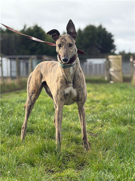 Charlie, a 5 years old male Greyhound available for adoption from Greyhound Trust in Wales
