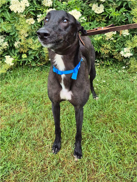 Bill, a 2 years old male Greyhound available for adoption from Greyhound Trust in Wales