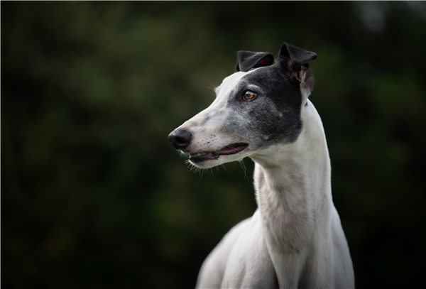 Badger, a 4 years old male Greyhound available for adoption from Greyhound Trust in Wales