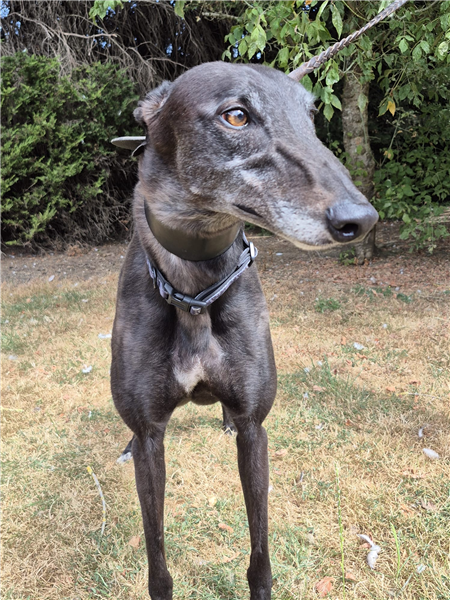 Gambet, a 3 years old male Greyhound available for adoption from Greyhound Trust in Wales