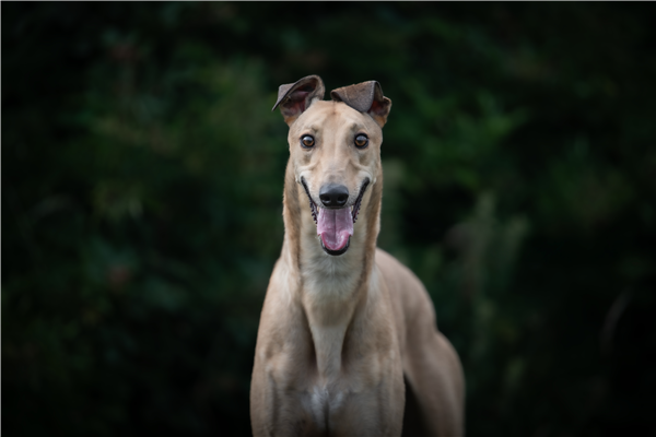 Ronnie, a 5 years old male Greyhound available for adoption from Greyhound Trust in Cambridgeshire