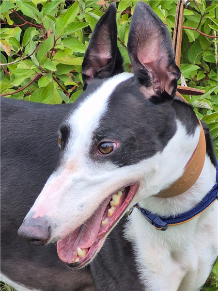 Pro Parker, a 4 years old male Greyhound available for adoption from Greyhound Trust in Wales