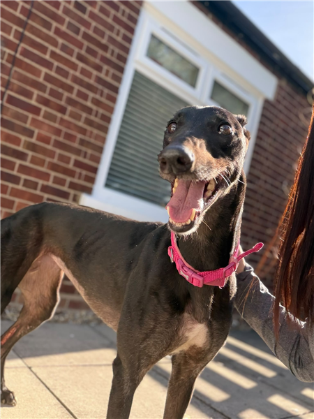 Peggy, a 7 years old female Greyhound available for adoption from Greyhound Trust in Cambridgeshire