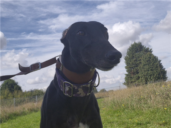 Jethro, a male Greyhound available for adoption from Greyhound Trust in Cambridgeshire