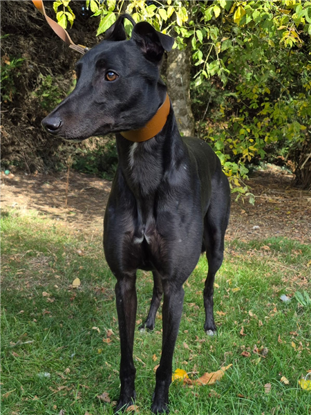 Murphy, a 4 years old male Greyhound available for adoption from Greyhound Trust in Cambridgeshire