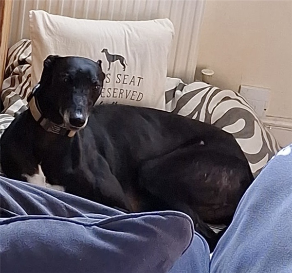 Amigo, a 4 years old male Greyhound available for adoption from Greyhound Trust in North Yorkshire