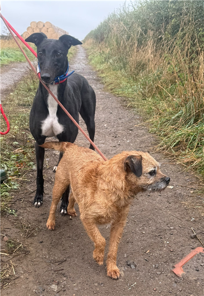 Ana, a 2 years old female Greyhound available for adoption from Greyhound Trust in North Yorkshire