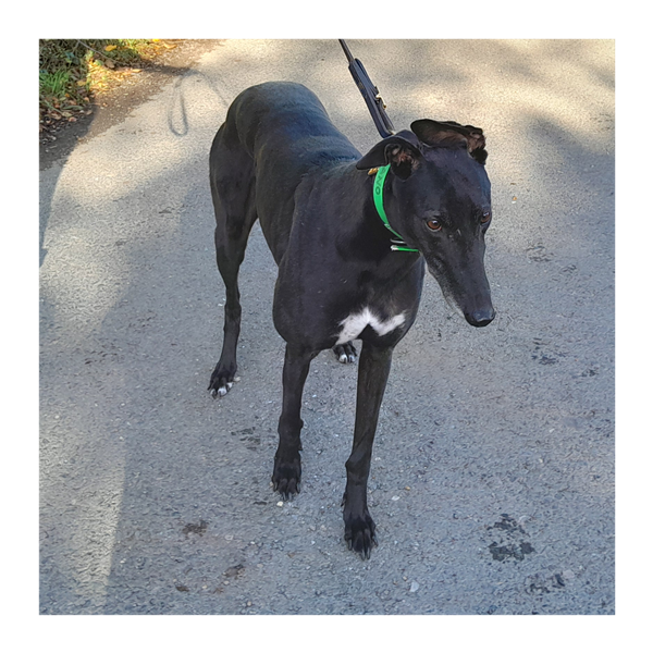 Cher, a 6 years old female Greyhound available for adoption from Greyhound Trust in Oxfordshire