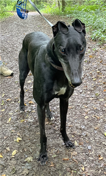 Smartie, a 7 years old male Greyhound available for adoption from Greyhound Trust in Wales
