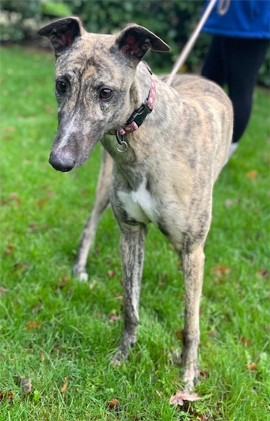 Simba, a 4 years old male Greyhound available for adoption from Greyhound Trust in Wales