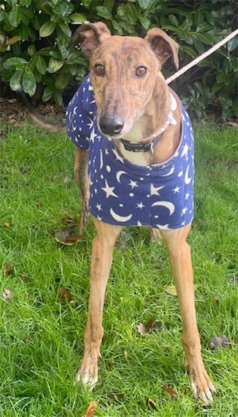 Chance, a 4 years old male Greyhound available for adoption from Greyhound Trust in Wales