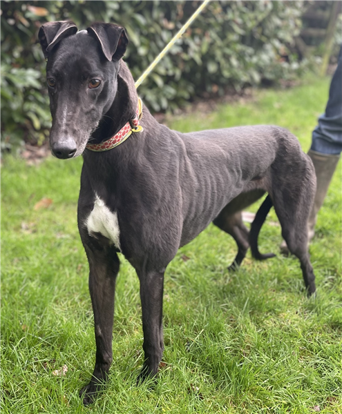 Tessie, a 4 years old female Greyhound available for adoption from Greyhound Trust in Wales