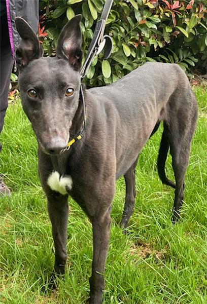 Jilly, a 4 years old female Greyhound available for adoption from Greyhound Trust in Wales