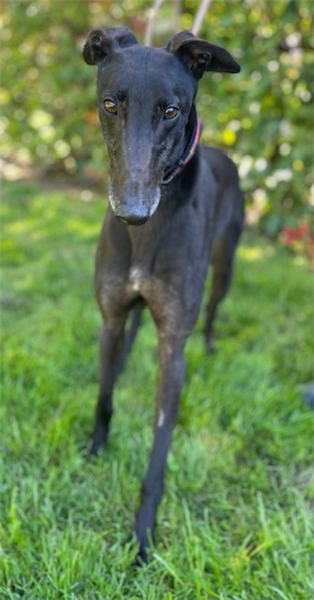 Ritz, a 4 years old male Greyhound available for adoption from Greyhound Trust in Wales