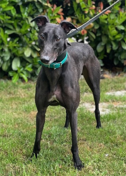 Sparky, a 3 years old male Greyhound available for adoption from Greyhound Trust in Wales