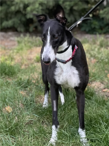 Zoe, a 3 years old female Greyhound available for adoption from Greyhound Trust in Wales