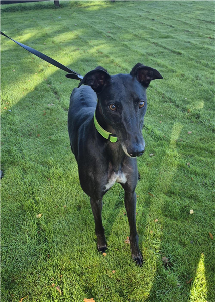 Buddy, a 7 years old male Greyhound available for adoption from Greyhound Trust in Wales