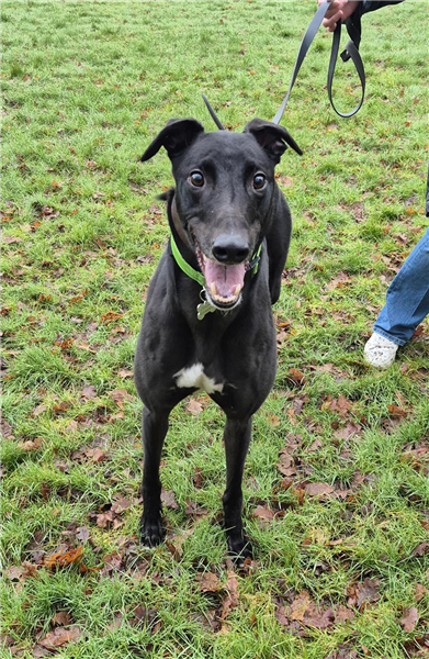 Tweet, a 12 years old male Greyhound available for adoption from Greyhound Trust in Wales
