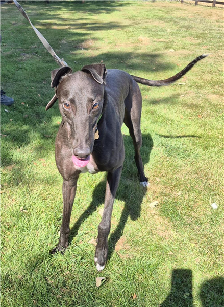 Bertie, a 4 years old male Greyhound available for adoption from Greyhound Trust in Wales