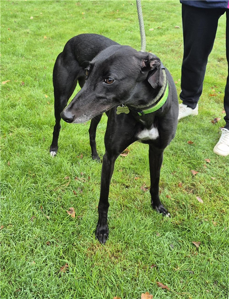Holly, a 4 years old female Greyhound available for adoption from Greyhound Trust in Wales