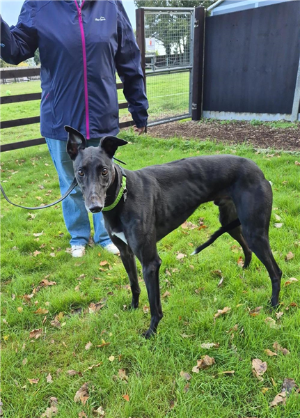 Spike, a 4 years old male Greyhound available for adoption from Greyhound Trust in West Midlands