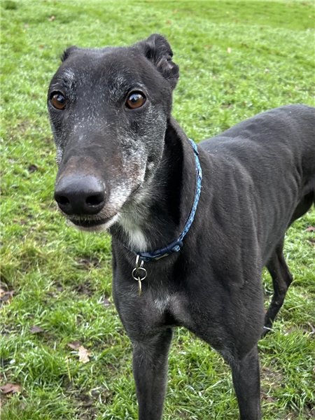 Lenny, a 2 years old male Greyhound available for adoption from Greyhound Trust in Shropshire