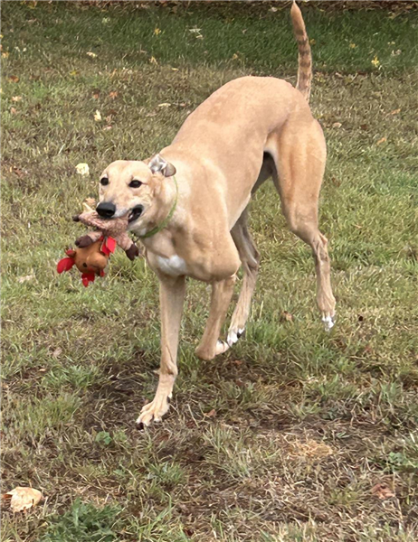 Eli, a 2 years old male Greyhound available for adoption from Greyhound Trust in Wales