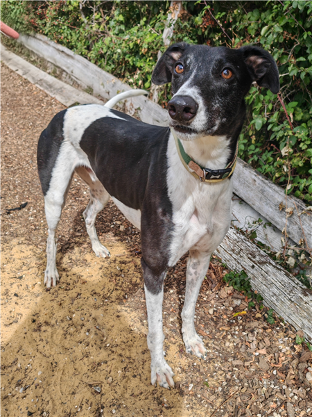 Porter, a 5 years old male Greyhound available for adoption from Greyhound Trust in Wales