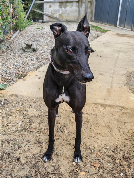 Ellie, a 6 years old female Greyhound available for adoption from Greyhound Trust in Wales